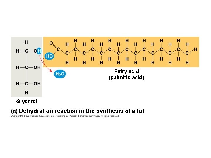 Fatty acid (palmitic acid) Glycerol Dehydration reaction in the synthesis of a fat 