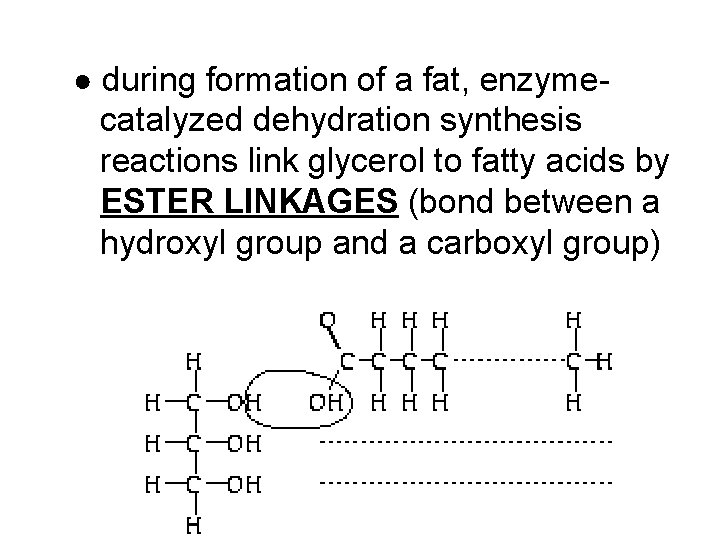 ● during formation of a fat, enzyme- catalyzed dehydration synthesis reactions link glycerol to
