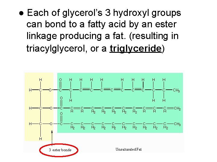 ● Each of glycerol’s 3 hydroxyl groups can bond to a fatty acid by