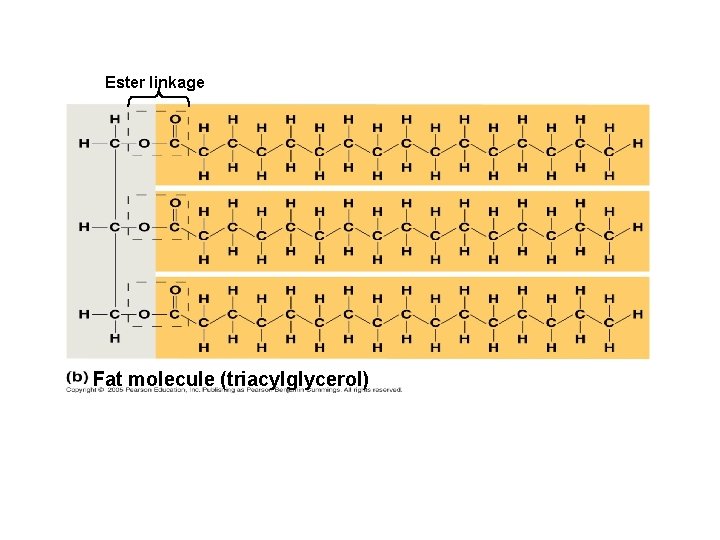 Ester linkage Fat molecule (triacylglycerol) 