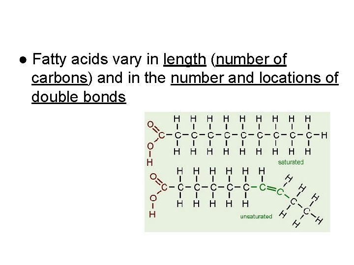 ● Fatty acids vary in length (number of carbons) and in the number and