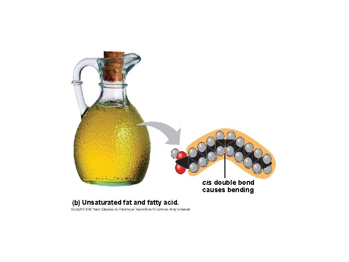 cis double bond causes bending Unsaturated fat and fatty acid. 