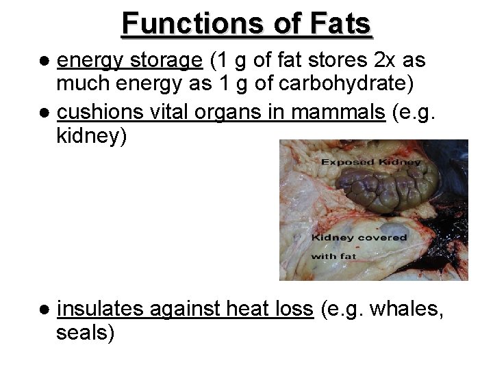 Functions of Fats ● energy storage (1 g of fat stores 2 x as