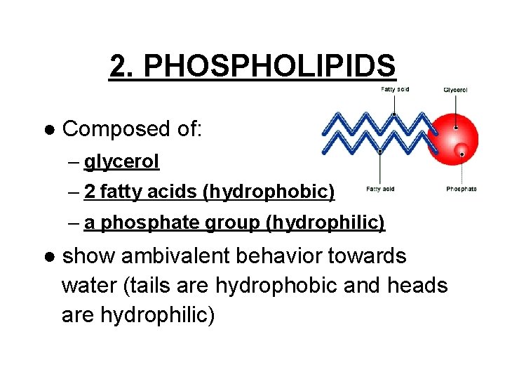 2. PHOSPHOLIPIDS ● Composed of: – glycerol – 2 fatty acids (hydrophobic) – a