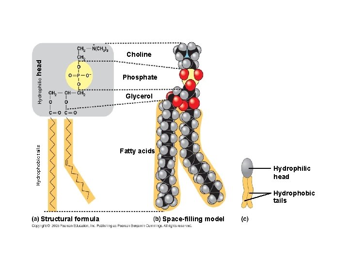 Hydrophobic tails Hydrophilic head Choline Phosphate Glycerol Fatty acids Hydrophilic head Hydrophobic tails Structural