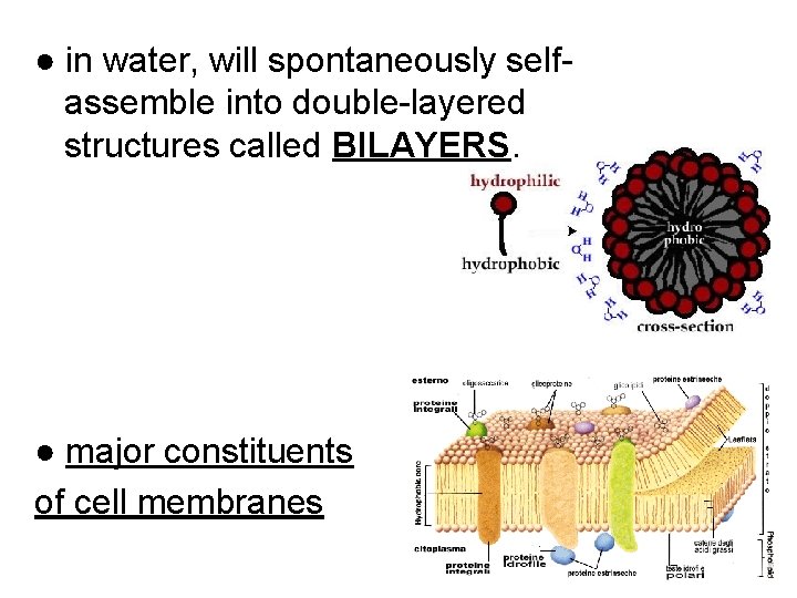 ● in water, will spontaneously selfassemble into double-layered structures called BILAYERS. ● major constituents