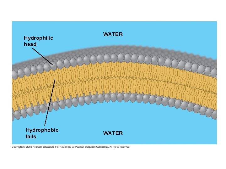 Hydrophilic head Hydrophobic tails WATER 