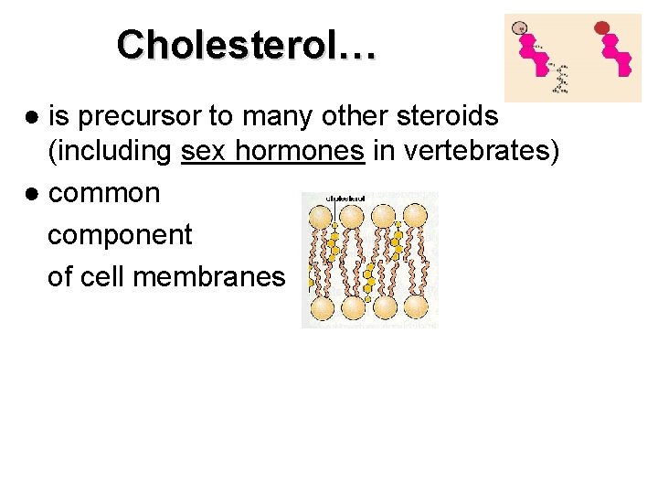 Cholesterol… ● is precursor to many other steroids (including sex hormones in vertebrates) ●
