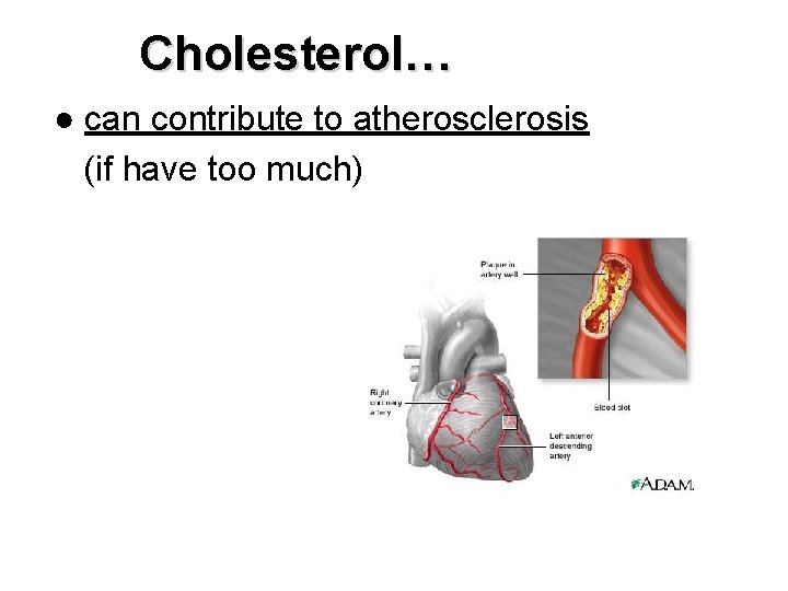 Cholesterol… ● can contribute to atherosclerosis (if have too much) 