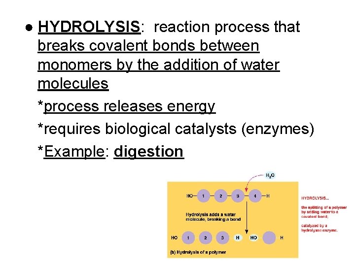 ● HYDROLYSIS: reaction process that breaks covalent bonds between monomers by the addition of
