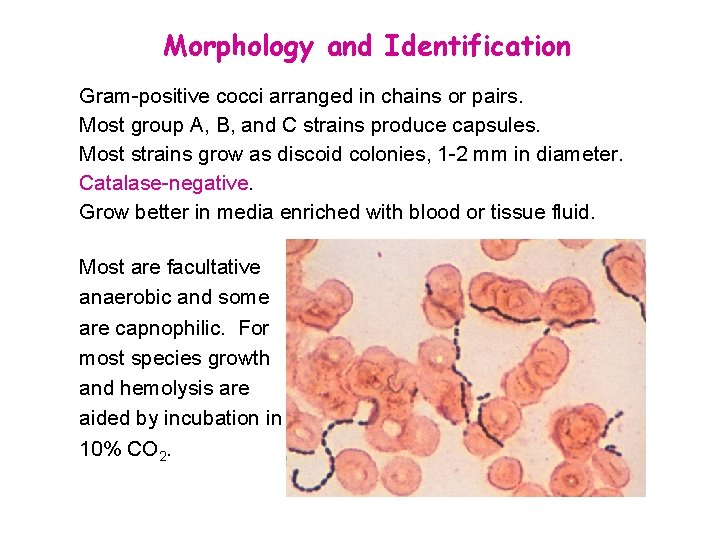 Morphology and Identification Gram-positive cocci arranged in chains or pairs. Most group A, B,