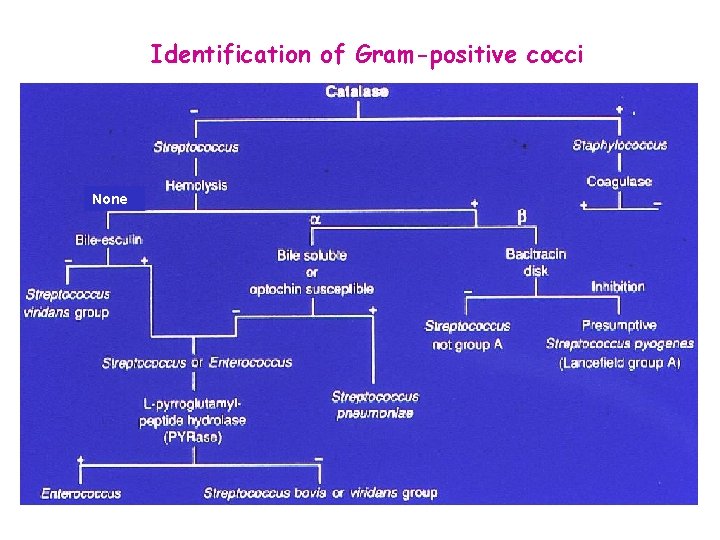 Identification of Gram-positive cocci None 