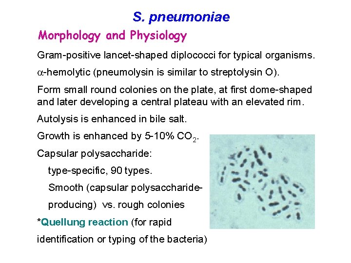 S. pneumoniae Morphology and Physiology Gram-positive lancet-shaped diplococci for typical organisms. a-hemolytic (pneumolysin is