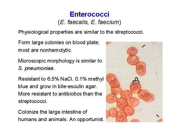 Enterococci (E. faecalis, E. faecium) Physiological properties are similar to the streptococci. Form large