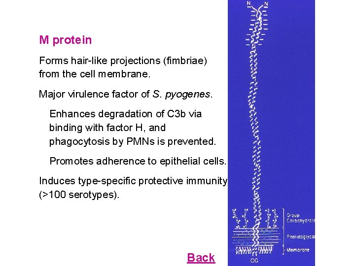 M protein Forms hair-like projections (fimbriae) from the cell membrane. Major virulence factor of