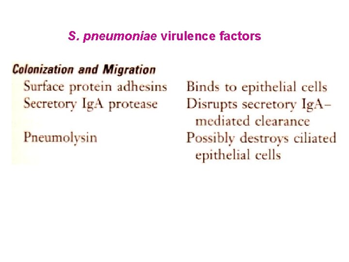 S. pneumoniae virulence factors 