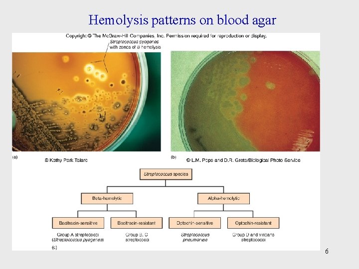Hemolysis patterns on blood agar 6 