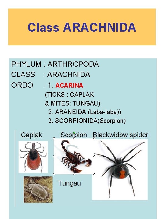 Class ARACHNIDA PHYLUM : ARTHROPODA CLASS : ARACHNIDA ORDO : 1. ACARINA (TICKS :