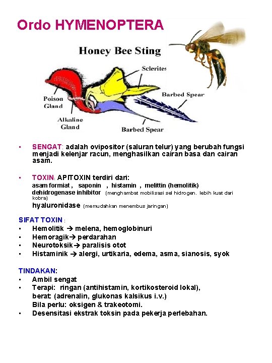 Ordo HYMENOPTERA • SENGAT: adalah ovipositor (saluran telur) yang berubah fungsi menjadi kelenjar racun,