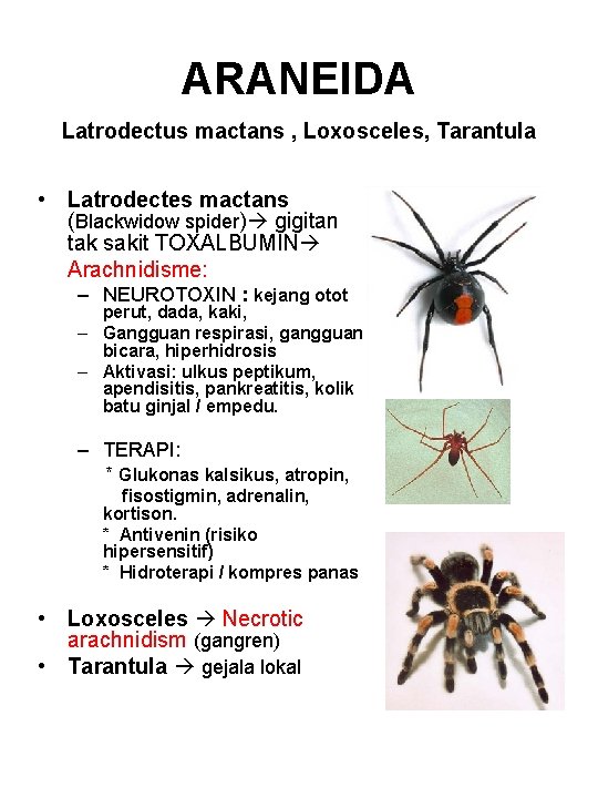 ARANEIDA Latrodectus mactans , Loxosceles, Tarantula • Latrodectes mactans (Blackwidow spider) gigitan tak sakit