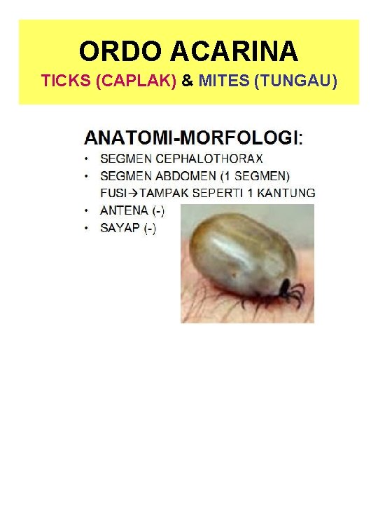 ORDO ACARINA TICKS (CAPLAK) & MITES (TUNGAU) 