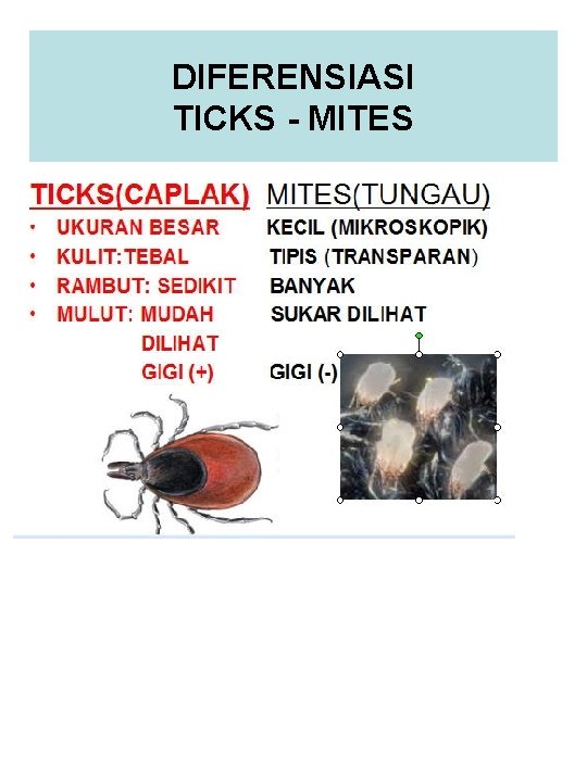 DIFERENSIASI TICKS - MITES 