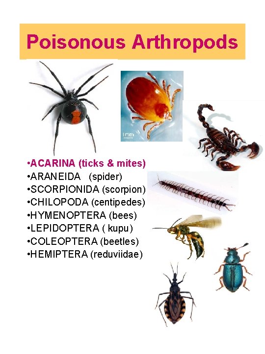 Poisonous Arthropods • ACARINA (ticks & mites) • ARANEIDA (spider) • SCORPIONIDA (scorpion) •