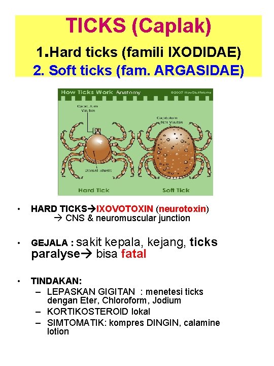 TICKS (Caplak) 1. Hard ticks (famili IXODIDAE) 2. Soft ticks (fam. ARGASIDAE) • HARD