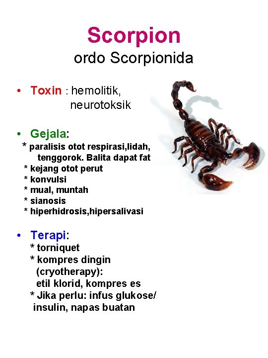 Scorpion ordo Scorpionida • Toxin : hemolitik, neurotoksik • Gejala: * paralisis otot respirasi,