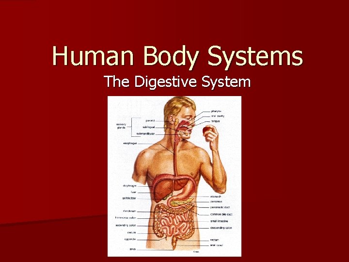 Human Body Systems The Digestive System 