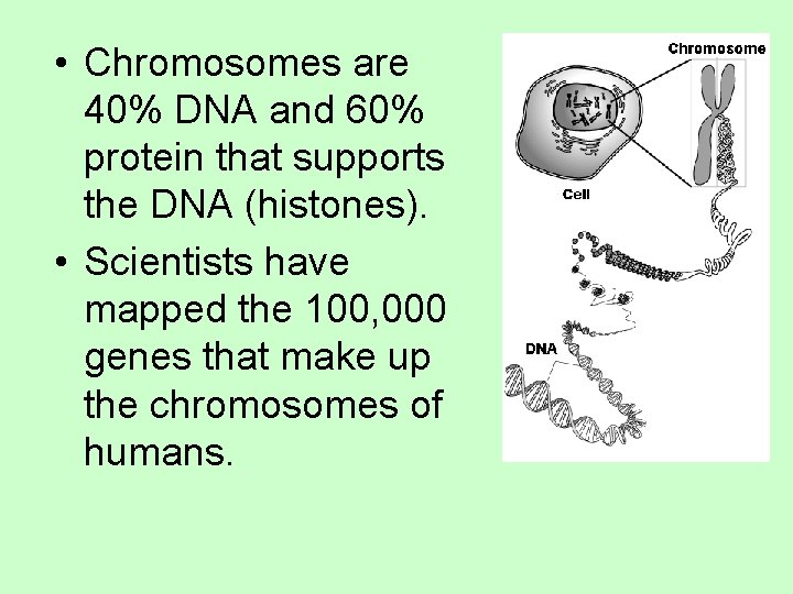  • Chromosomes are 40% DNA and 60% protein that supports the DNA (histones).