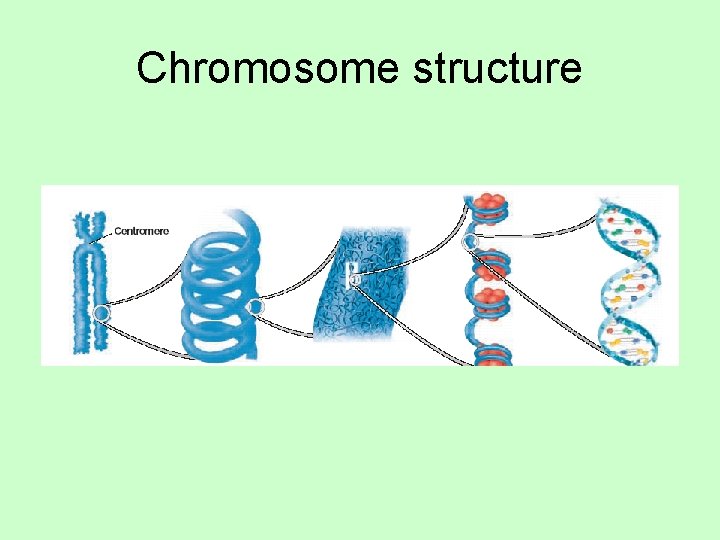 Chromosome structure 