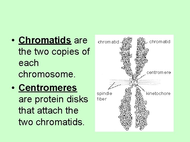  • Chromatids are the two copies of each chromosome. • Centromeres are protein