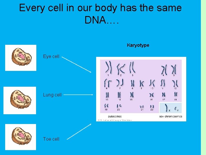 Every cell in our body has the same DNA…. Karyotype Eye cell Lung cell