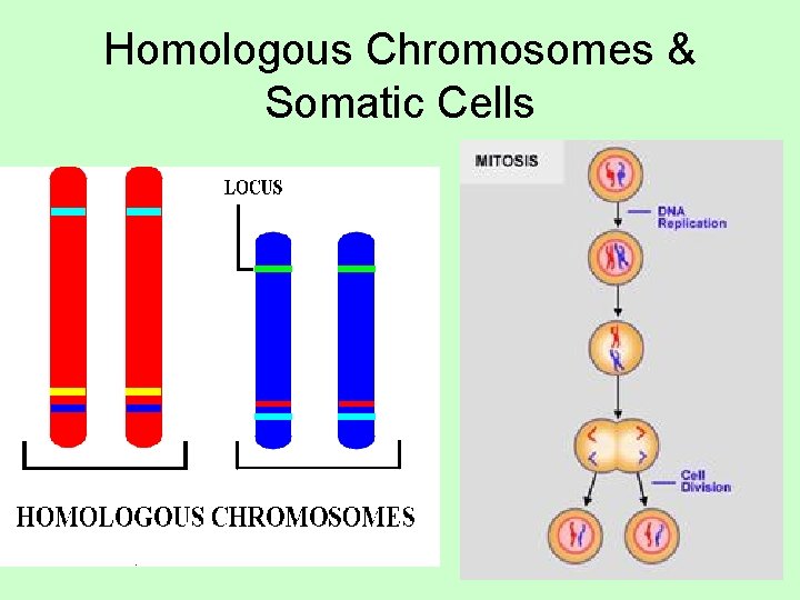 Homologous Chromosomes & Somatic Cells 