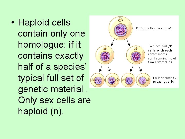  • Haploid cells contain only one homologue; if it contains exactly half of