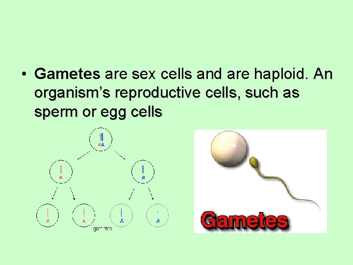  • Gametes are sex cells and are haploid. An organism’s reproductive cells, such