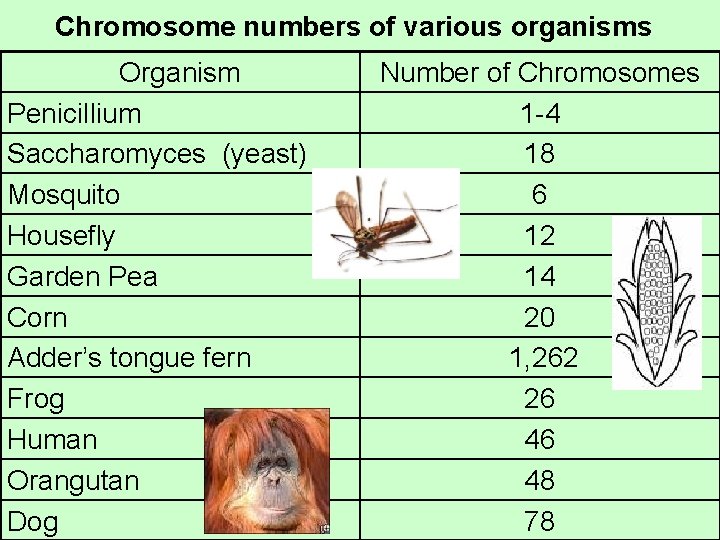 Chromosome numbers of various organisms Organism Penicillium Saccharomyces (yeast) Mosquito Housefly Garden Pea Corn