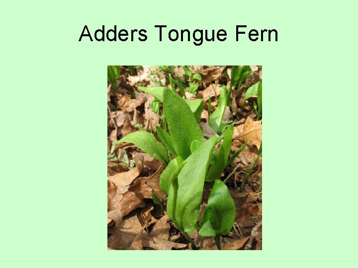 Adders Tongue Fern 