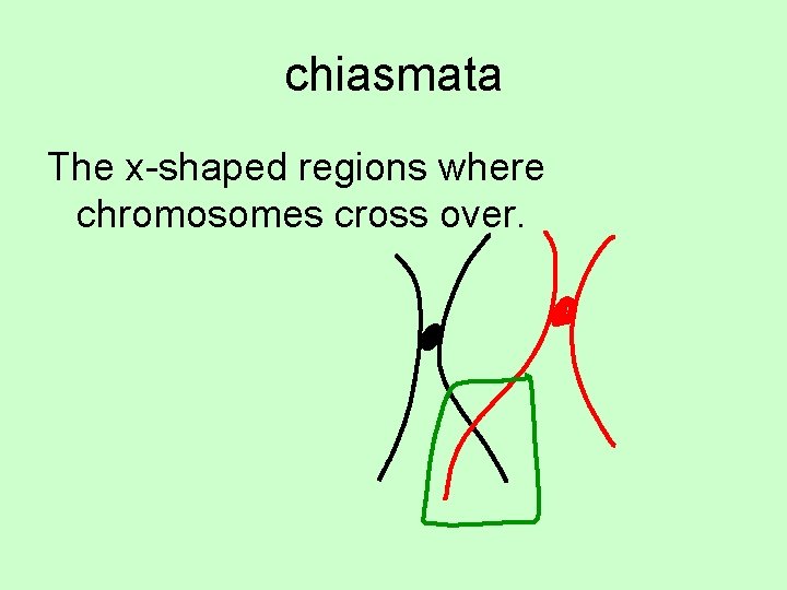 chiasmata The x-shaped regions where chromosomes cross over. 