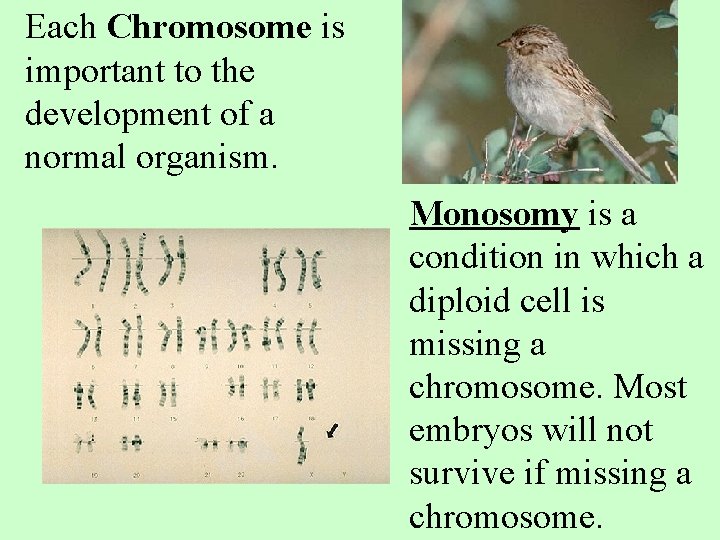 Each Chromosome is important to the development of a normal organism. Monosomy is a