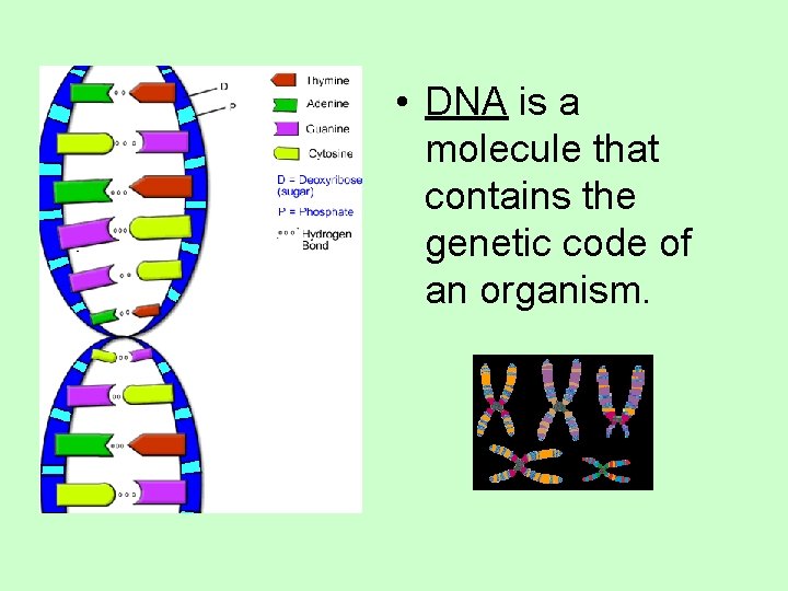  • DNA is a molecule that contains the genetic code of an organism.