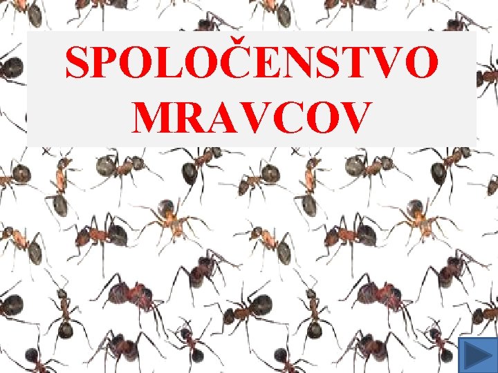 SPOLOČENSTVO MRAVCOV 