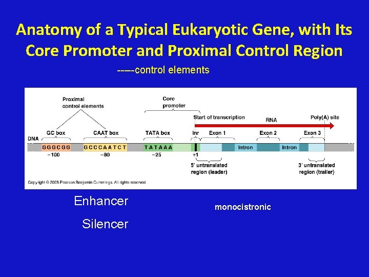 Anatomy of a Typical Eukaryotic Gene, with Its Core Promoter and Proximal Control Region