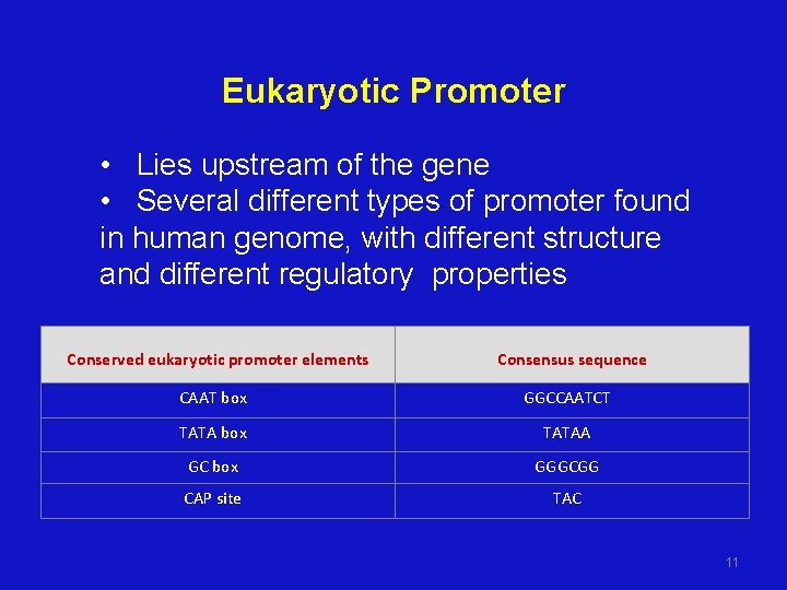 Eukaryotic Promoter • Lies upstream of the gene • Several different types of promoter