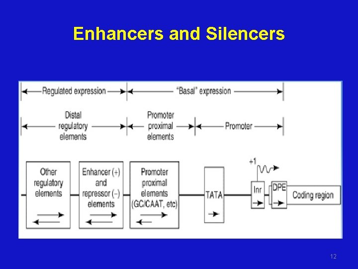Enhancers and Silencers 12 
