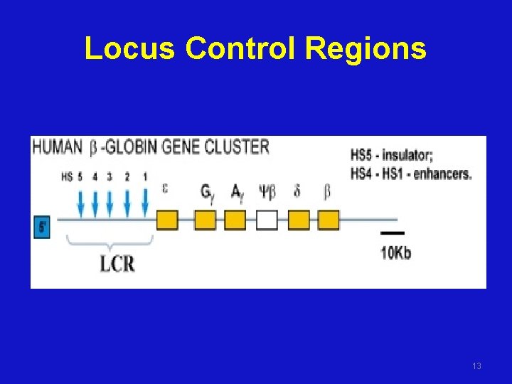 Locus Control Regions 13 