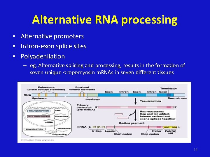 Alternative RNA processing • Alternative promoters • Intron-exon splice sites • Polyadenilation – eg.