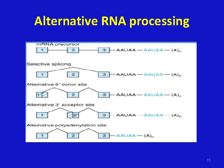 Alternative RNA processing 15 