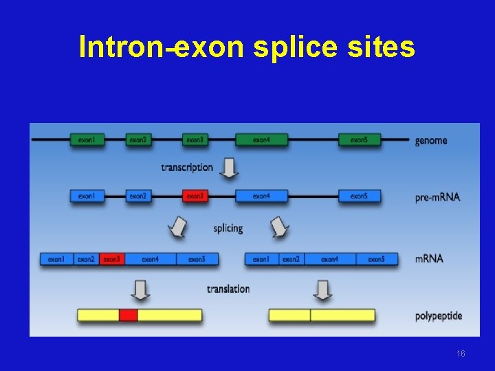 Intron-exon splice sites 16 